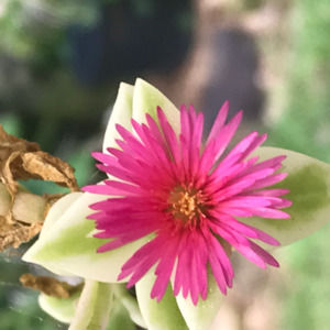 Meet your Posher, Vivian